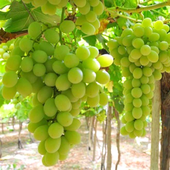 Aton Green Egypt Fresh Fruits & Vegetables